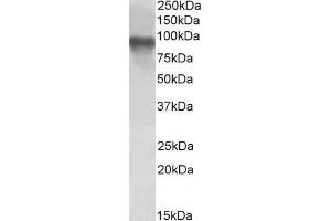ABIN5539499 (1µg/ml) staining of Jurkat lysate (35µg protein in RIPA buffer). (CRTC2 Antikörper  (C-Term))