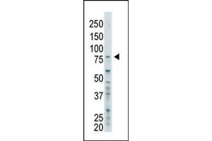 The anti-B Pab (ABIN388949 and ABIN2850434) is used in Western blot to detect B in SK-BR-3 cell lysate. (BAP1 Antikörper  (C-Term))