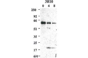 Western blot using anti-Caspase-8 (mouse), mAb (3B10)  detecting the cleaved active p20 subunit of mouse caspase-8 in addition to the caspase-8 precursor, upon an apoptotic stimulus e. (Caspase 8 Antikörper)