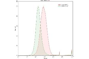 Detection of HSPA1L in Raji human Burkitt's lymphoma cell line using Polyclonal Antibody to Heat Shock 70 kDa Protein 1 Like Protein (HSPA1L)