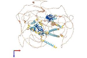 RERE Protein (AA 1-1558) (His tag)