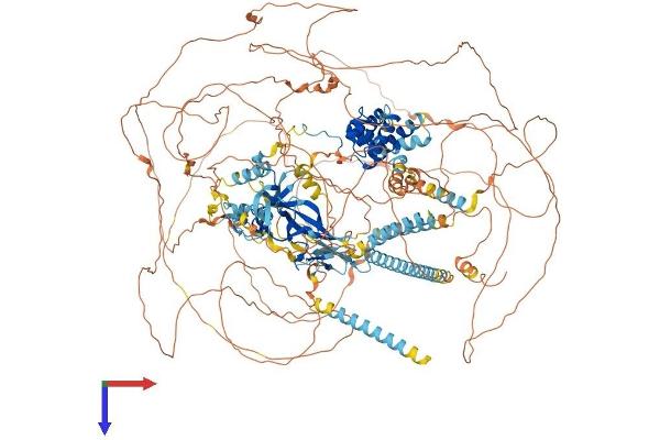 RERE Protein (AA 1-1558) (His tag)