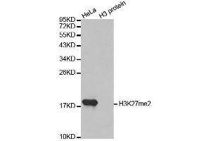 Western blot analysis of extracts of various cell lines, using DiMethyl-Histone H3-K27 antibody. (Histone 3 Antikörper  (H3K27me))