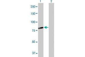 Western Blot analysis of C7orf38 expression in transfected 293T cell line by C7orf38 MaxPab polyclonal antibody. (FAM200A Antikörper  (AA 1-573))