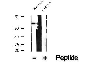 Western blot analysis of extracts of NIH/3T3 cells, using SRP54 antibody. (SRP54 Antikörper)
