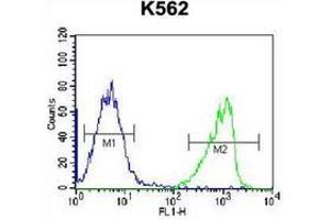 Flow cytometric analysis of K562 cells using Intrinsic factor Antibody (Center) Cat. (Intrinsic Factor Antikörper  (Middle Region))