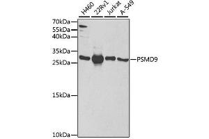 Western blot analysis of extracts of various cell lines, using PSMD9 antibody. (PSMD9 Antikörper  (AA 1-223))