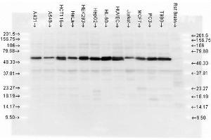 Western blot analysis of multiple cell lines lysates showing detection of Calreticulin protein using Rabbit Anti-Calreticulin Polyclonal Antibody (ABIN361834 and ABIN361835). (Calreticulin Antikörper)