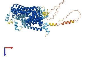 SLC7A2 Protein (AA 1-658) (His tag)