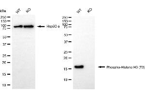 Western blotting analysis using phospho-histone H3 (T3) antibody (ABIN7798974). (Rekombinanter Histone 3 Antikörper  (H3T3ph))