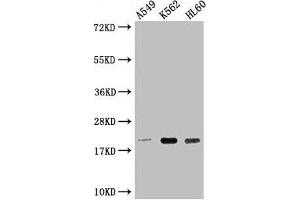 Western Blot Positive WB detected in: A549 whole cell lysate, K562 whole cell lysate, HL60 whole cell lysate All lanes: POLR2G antibody at 1:2000 Secondary Goat polyclonal to rabbit IgG at 1/50000 dilution Predicted band size: 20 kDa Observed band size: 20 kDa (POLR2G Antikörper  (AA 1-172))