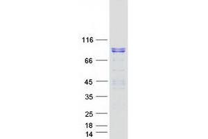 Validation with Western Blot (BEGAIN Protein (Myc-DYKDDDDK Tag))