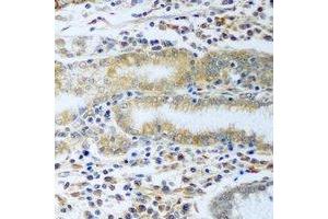 Immunohistochemical analysis of TCP1-delta staining in rat stomach formalin fixed paraffin embedded tissue section. (CCT4 Antikörper)
