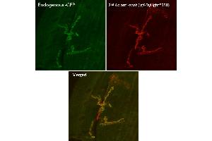 Immunofluorescence (IF) image for Chicken anti-Goat IgG antibody (DyLight 550) (ABIN7273065) (Huhn anti-Ziege IgG Antikörper (DyLight 550))