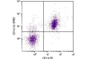 BALB/c mouse splenocytes were stained with Rat Anti-Mouse CD16/32-SPRD. (CD32/CD16 Antikörper  (SPRD))