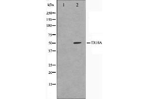 Western blot analysis on K562 cell lysate using TR10A Antibody. (DR4 Antikörper)