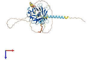 TULP3 Protein (AA 1-442) (His tag)