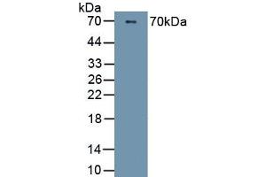 PI16 抗体  (AA 28-247)