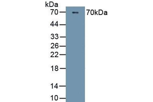 PI16 抗体  (AA 28-247)