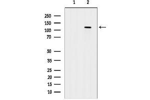 anti-G Protein-Coupled Receptor 64 (GPR64) (Internal Region) antibody