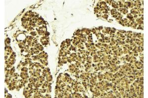 ABIN6274164 at 1/100 staining Mouse pancreas tissue by IHC-P. (NR2F6 Antikörper  (N-Term))