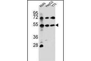 FGFRL1 Antibody (N-term) (ABIN656654 and ABIN2845895) western blot analysis in A549,HepG2,Y79 cell line lysates (35 μg/lane). (FGFRL1 Antikörper  (N-Term))