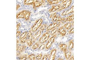 Immunohistochemistry of paraffin embedded rat kidney using Megalin (ABIN7074514) at dilution of 1:1000 (400x lens) (LRP2 Antikörper)