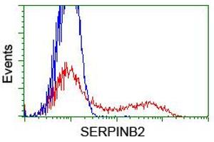 HEK293T cells transfected with either RC203139 overexpress plasmid (Red) or empty vector control plasmid (Blue) were immunostained by anti-SERPINB2 antibody (ABIN2455293), and then analyzed by flow cytometry. (SERPINB2 Antikörper)