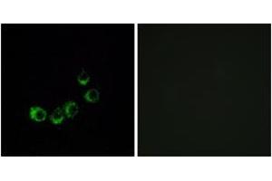Immunofluorescence analysis of MCF7 cells, using OR10A5 Antibody. (OR10A5 Antikörper  (AA 200-249))