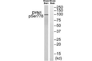 Western blot analysis of extracts from Mouse brain cells, using DYN1 (Phospho-Ser778) antibody. (Dynamin 1 Antikörper  (pSer778))