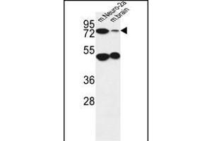 AVL9 Antibody (C-term) (ABIN651037 and ABIN2840044) western blot analysis in mouse Neuro-2a cell line and mouse brain tissue lysates (35 μg/lane). (AVL9 Antikörper  (C-Term))