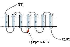 Representative domain view of the target of ABIN7884999.