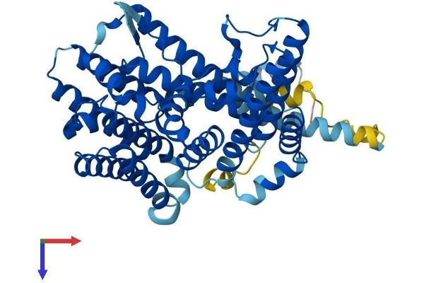 PORCN Protein (AA 1-461) (His tag)