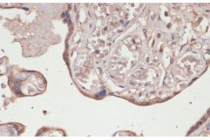 Immunohistochemistry of paraffin-embedded Human placenta using TXNRD1 Polyclonal Antibody at dilution of 1:100 (40x lens). (TXNRD1 Antikörper)