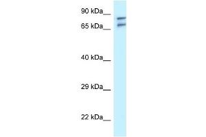 Western Blot showing TNIP1 antibody used at a concentration of 1 ug/ml against U937 Cell Lysate (TNIP1 Antikörper  (N-Term))