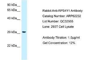 Western Blotting (WB) image for anti-Ribosomal Protein S4, Y-Linked 1 (RPS4Y1) (C-Term) antibody (ABIN2789075) (RPS4Y1 Antikörper  (C-Term))