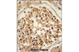 SHCBP1 Antibody immunohistochemistry analysis in formalin fixed and paraffin embedded human testis tissue followed by peroxidase conjugation of the secondary antibody and DAB staining. (SHCBP1 Antikörper  (C-Term))
