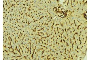 ABIN6276627 at 1/100 staining Mouse liver tissue by IHC-P. (AKR7A2 Antikörper  (Internal Region))
