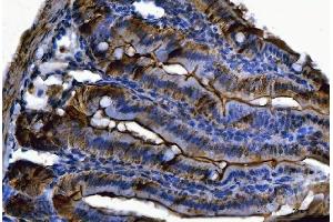 IHC analysis of Fgf19(Fgf15) using anti-Fgf19(Fgf15) antibody (ABIN7600946). (FGF15 Antikörper  (AA 26-218))
