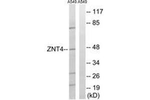Western Blotting (WB) image for anti-Solute Carrier Family 30 (Zinc Transporter), Member 4 (SLC30A4) (AA 71-120) antibody (ABIN2890704)