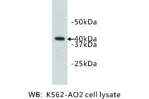 Image no. 1 for anti-Ceramide Synthase 2 (CERS2) antibody (ABIN1112817) (Ceramide Synthase 2 Antikörper)