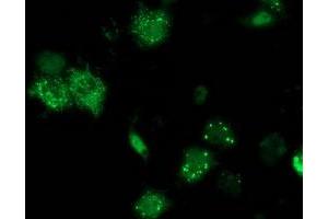 Anti-ANKRD53 mouse monoclonal antibody (ABIN2454357) immunofluorescent staining of COS7 cells transiently transfected by pCMV6-ENTRY ANKRD53 (RC206701). (ANKRD53 Antikörper  (AA 1-300))