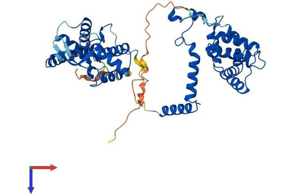 RGS11 Protein (AA 1-467) (His tag)