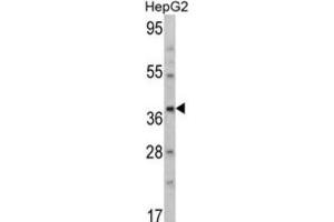 Western Blotting (WB) image for anti-Aminomethyltransferase (AMT) antibody (ABIN3002783) (Aminomethyltransferase Antikörper)