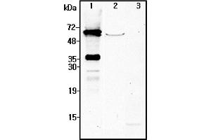 Western blot analysis using anti-NMNAT2 (human), pAb  at 1:4'000 dilution. (NMNAT2 Antikörper)