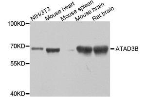 Western blot analysis of extracts of various cell lines, using ATAD3B antibody. (ATAD3B Antikörper  (AA 1-240))