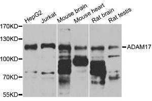 Western blot analysis of extracts of various cell lines, using ADAM17 antibody. (ADAM17 Antikörper)