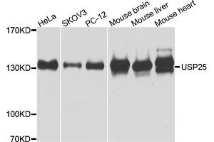 Western blot analysis of extracts of various cell lines, using USP25 antibody.