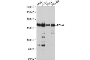 Western blot analysis of extracts of various cell lines, using RBM6 antibody (ABIN4904973) at 1:2000 dilution. (RBM6 Antikörper)