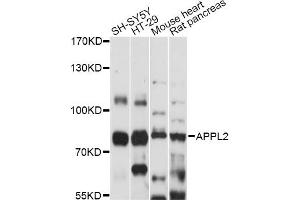 Western blot analysis of extracts of various cell lines, using APPL2 antibody (ABIN6292794) at 1:1000 dilution. (APPL2 Antikörper)
